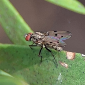 Anthomyia punctipennis at Sullivans Creek, Lyneham North - 13 Jan 2024