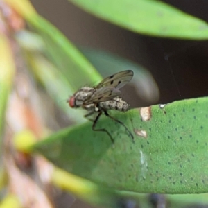 Anthomyia punctipennis at Sullivans Creek, Lyneham North - 13 Jan 2024 02:19 PM