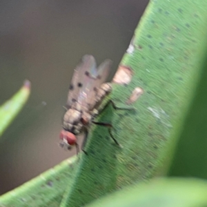 Anthomyia punctipennis at Sullivans Creek, Lyneham North - 13 Jan 2024