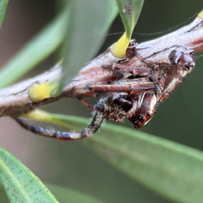 Opisthoncus sp. (genus) (Opisthoncus jumping spider) at Sullivans Creek, Lyneham North - 13 Jan 2024 by Hejor1