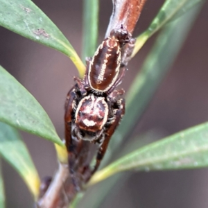 Opisthoncus sp. (genus) at Sullivans Creek, Lyneham North - 13 Jan 2024 02:20 PM