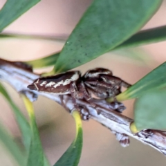 Opisthoncus sp. (genus) at Sullivans Creek, Lyneham North - 13 Jan 2024 02:20 PM