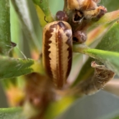 Blattodea (order) (Unidentified cockroach) at Sullivans Creek, Lyneham North - 13 Jan 2024 by Hejor1