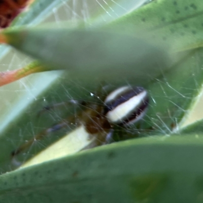 Deliochus zelivira (Messy Leaf Curling Spider) at Sullivans Creek, Lyneham North - 13 Jan 2024 by Hejor1