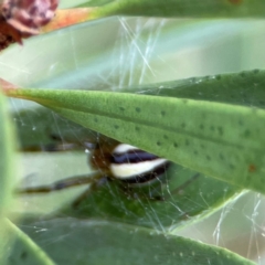 Deliochus zelivira at Sullivans Creek, Lyneham North - 13 Jan 2024