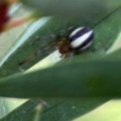 Deliochus zelivira at Sullivans Creek, Lyneham North - 13 Jan 2024