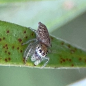 Opisthoncus sp. (genus) at Sullivans Creek, Lyneham North - 13 Jan 2024 02:30 PM