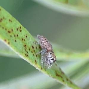 Opisthoncus sp. (genus) at Sullivans Creek, Lyneham North - 13 Jan 2024