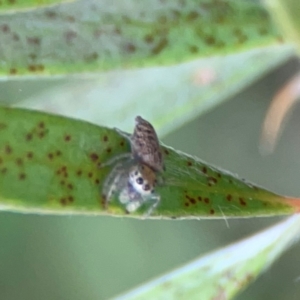 Opisthoncus sp. (genus) at Sullivans Creek, Lyneham North - 13 Jan 2024 02:30 PM