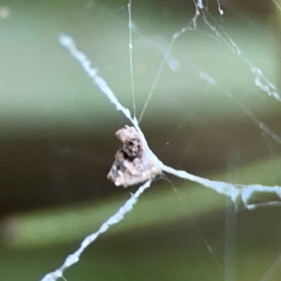 Philoponella congregabilis (Social house spider) at Lyneham, ACT - 13 Jan 2024 by Hejor1
