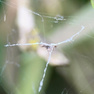 Philoponella congregabilis at Sullivans Creek, Lyneham North - 13 Jan 2024