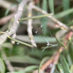 Philoponella congregabilis at Sullivans Creek, Lyneham North - 13 Jan 2024