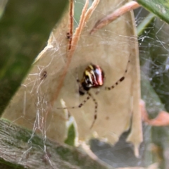 Theridion pyramidale (Tangle-web spider) at Lyneham, ACT - 13 Jan 2024 by Hejor1