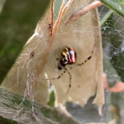 Theridion pyramidale (Tangle-web spider) at Sullivans Creek, Lyneham North - 13 Jan 2024 by Hejor1