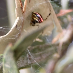 Theridion pyramidale at Sullivans Creek, Lyneham North - 13 Jan 2024