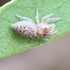 Opisthoncus grassator at Sullivans Creek, Lyneham North - 13 Jan 2024