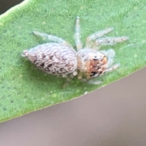 Opisthoncus grassator at Sullivans Creek, Lyneham North - 13 Jan 2024