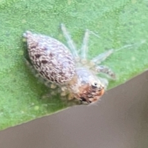 Opisthoncus grassator at Sullivans Creek, Lyneham North - 13 Jan 2024