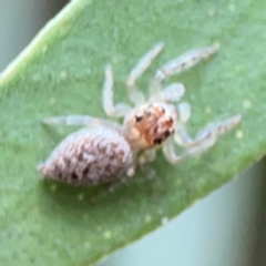 Opisthoncus grassator at Sullivans Creek, Lyneham North - 13 Jan 2024