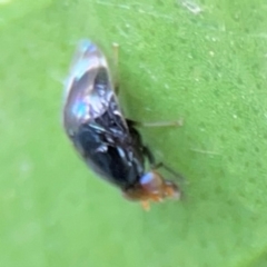 Depressa sp. (genus) (Lauxaniid fly) at Sullivans Creek, Lyneham North - 13 Jan 2024 by Hejor1