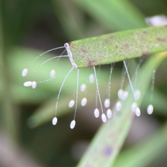 Neuroptera (order) (Unidentified lacewing) at Lyneham, ACT - 13 Jan 2024 by Hejor1