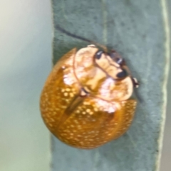Paropsisterna cloelia (Eucalyptus variegated beetle) at Downer, ACT - 13 Jan 2024 by Hejor1