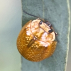 Paropsisterna cloelia (Eucalyptus variegated beetle) at Sullivans Creek, Lyneham North - 13 Jan 2024 by Hejor1