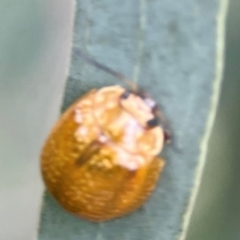 Paropsisterna cloelia at Sullivans Creek, Lyneham North - 13 Jan 2024