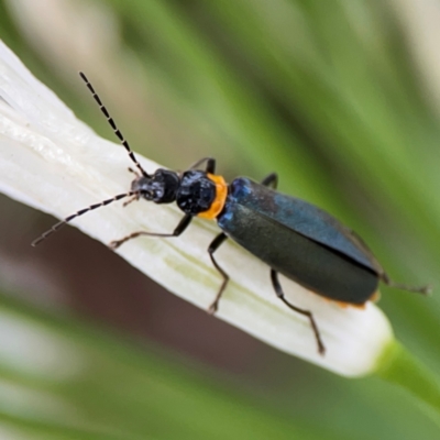 Chauliognathus lugubris (Plague Soldier Beetle) at Downer, ACT - 13 Jan 2024 by Hejor1