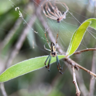 Plebs bradleyi (Enamelled spider) at Downer, ACT - 13 Jan 2024 by Hejor1