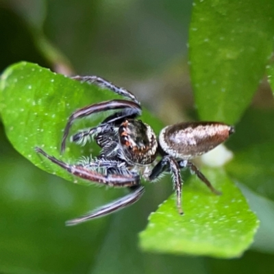 Opisthoncus nigrofemoratus (Black-thighed jumper) at Downer, ACT - 13 Jan 2024 by Hejor1