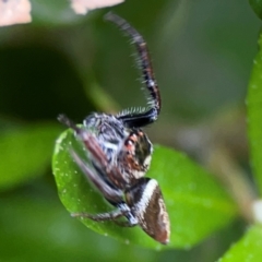 Opisthoncus nigrofemoratus at Sullivans Creek, Lyneham North - 13 Jan 2024