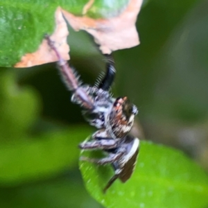 Opisthoncus nigrofemoratus at Sullivans Creek, Lyneham North - 13 Jan 2024