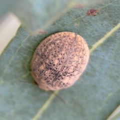 Trachymela sp. (genus) (Brown button beetle) at City Renewal Authority Area - 13 Jan 2024 by Hejor1