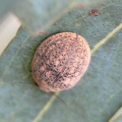 Trachymela sp. (genus) (Brown button beetle) at City Renewal Authority Area - 13 Jan 2024 by Hejor1