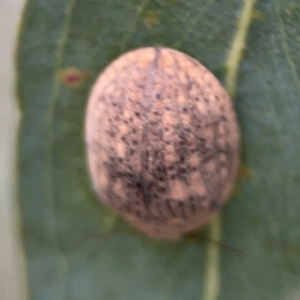 Trachymela sp. (genus) at City Renewal Authority Area - 13 Jan 2024