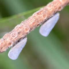 Anzora unicolor (Grey Planthopper) at Downer, ACT - 13 Jan 2024 by Hejor1