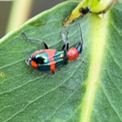 Dicranolaius bellulus (Red and Blue Pollen Beetle) at Sullivans Creek, Lyneham North - 13 Jan 2024 by Hejor1