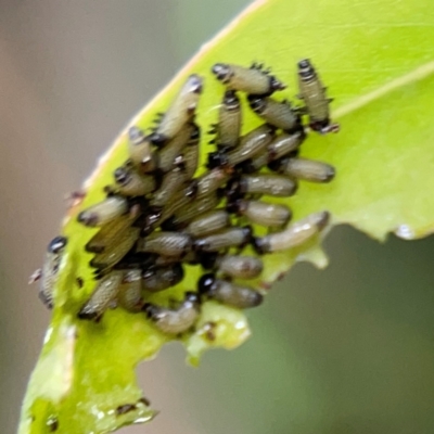 Paropsisterna cloelia (Eucalyptus variegated beetle) at Downer, ACT - 13 Jan 2024 by Hejor1