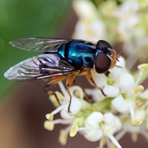 Austalis copiosa at City Renewal Authority Area - 13 Jan 2024