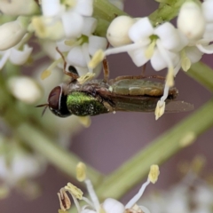 Odontomyia decipiens (Green Soldier Fly) at Sullivans Creek, Lyneham North - 13 Jan 2024 by Hejor1