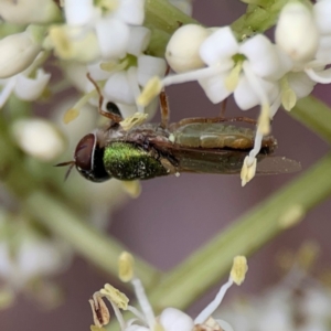 Odontomyia decipiens at City Renewal Authority Area - 13 Jan 2024 03:10 PM