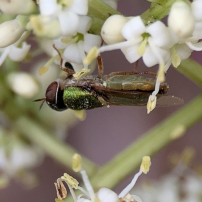 Odontomyia decipiens (Green Soldier Fly) at Downer, ACT - 13 Jan 2024 by Hejor1