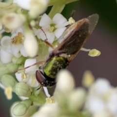 Odontomyia decipiens at City Renewal Authority Area - 13 Jan 2024 03:10 PM