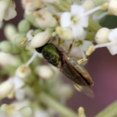 Odontomyia decipiens at City Renewal Authority Area - 13 Jan 2024 03:10 PM