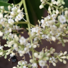 Odontomyia decipiens at City Renewal Authority Area - 13 Jan 2024