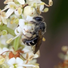 Lasioglossum (Chilalictus) sp. (genus & subgenus) (Halictid bee) at Downer, ACT - 13 Jan 2024 by Hejor1