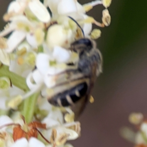 Lasioglossum (Chilalictus) sp. (genus & subgenus) at City Renewal Authority Area - 13 Jan 2024