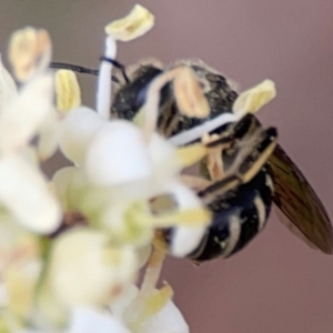 Lasioglossum (Chilalictus) sp. (genus & subgenus) at City Renewal Authority Area - 13 Jan 2024