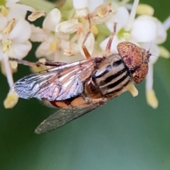 Eristalinus punctulatus (Golden Native Drone Fly) at Sullivans Creek, Lyneham North - 13 Jan 2024 by Hejor1